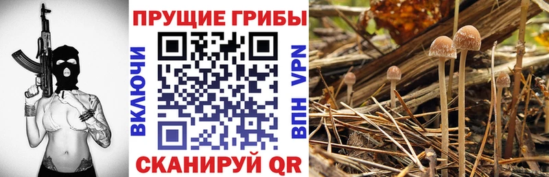 Псилоцибиновые грибы мицелий  Купить закладки  Калачинск 